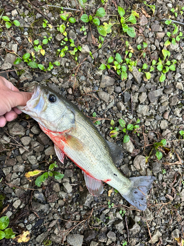 ラージマウスバスの釣果