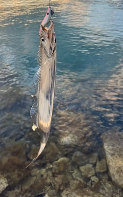 タチウオの釣果