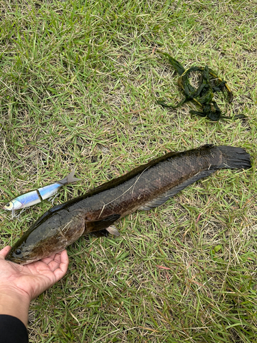 カムルチーの釣果