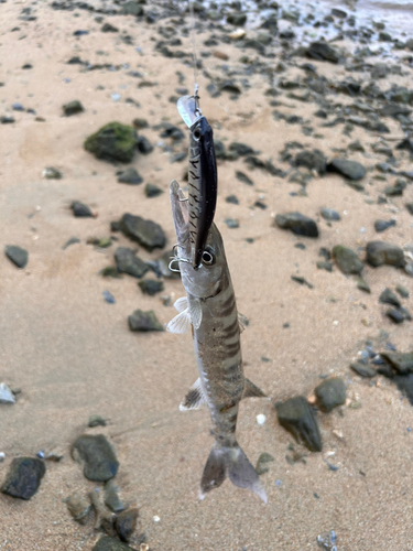 オニカマスの釣果