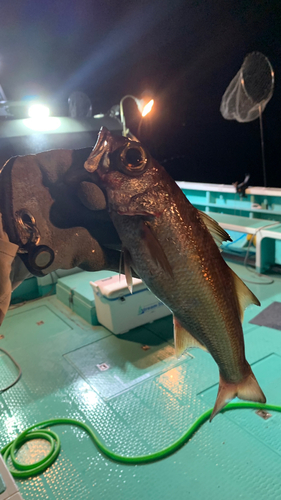 クロムツの釣果