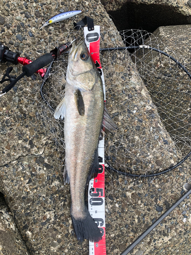 シーバスの釣果