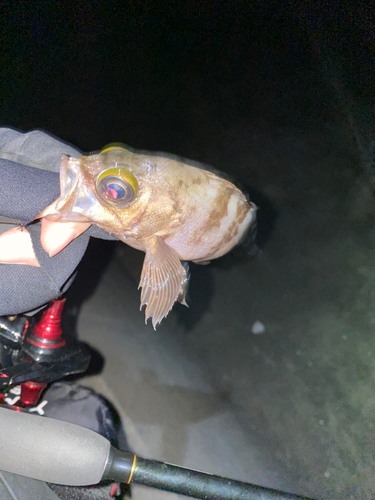 クロメバルの釣果