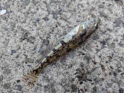 アナハゼの釣果