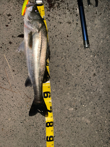 シーバスの釣果