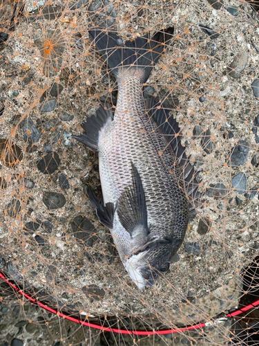 チヌの釣果