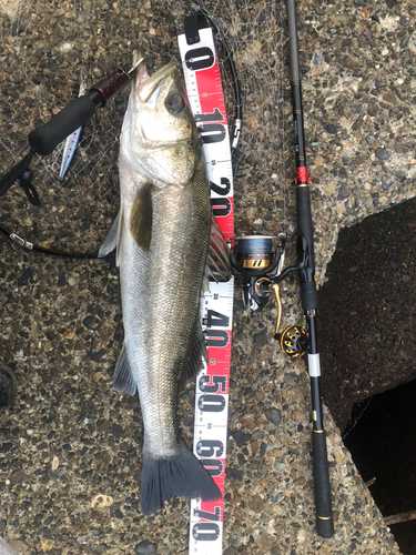 シーバスの釣果