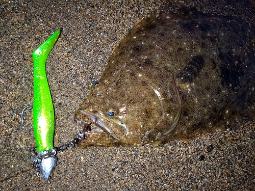 ソゲの釣果