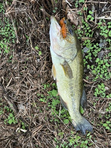 スズキの釣果