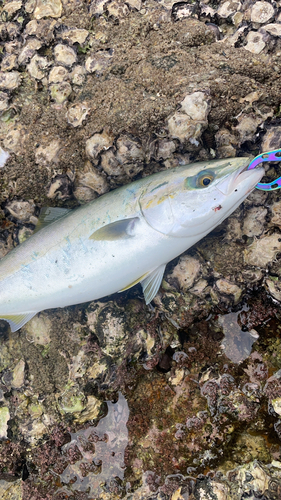 ヤズの釣果