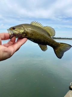 スモールマウスバスの釣果