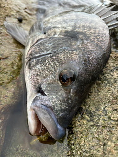 チヌの釣果