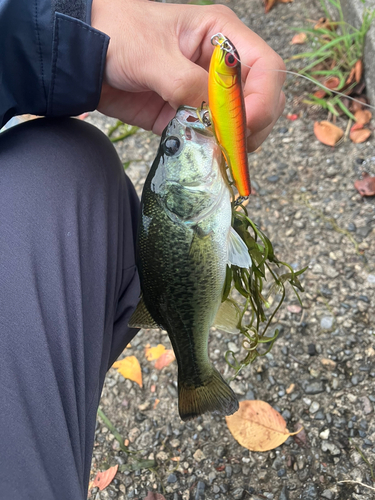 ブラックバスの釣果