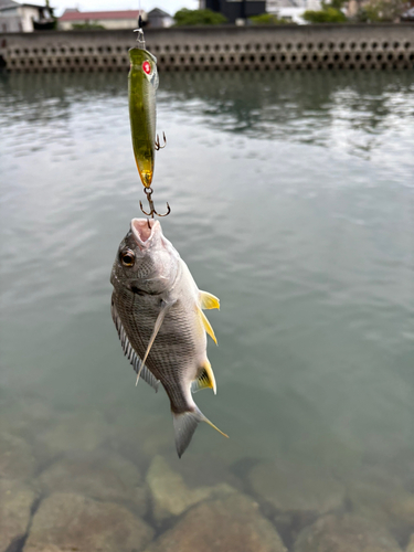 キビレの釣果