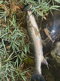 ウグイの釣果