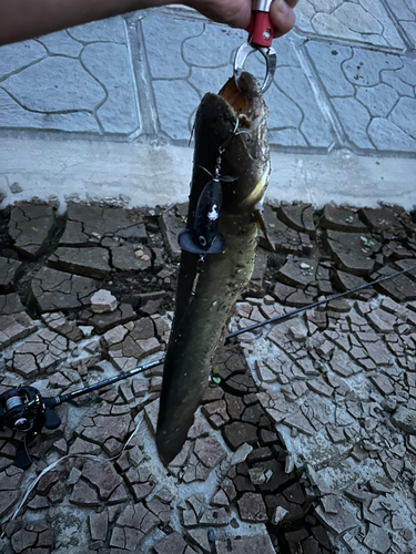 ニホンナマズの釣果