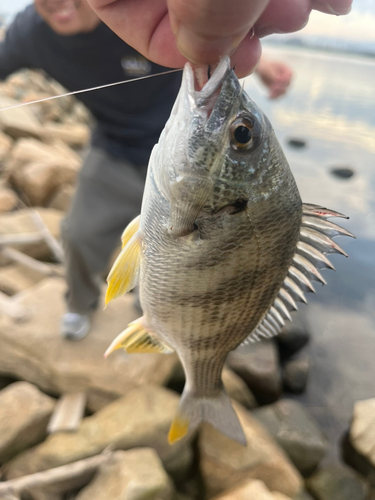 ハゼの釣果