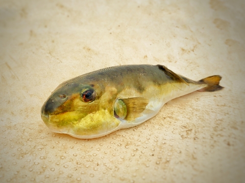 シロサバフグの釣果