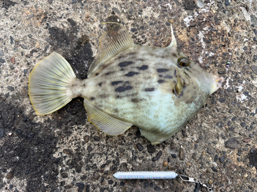 カワハギの釣果