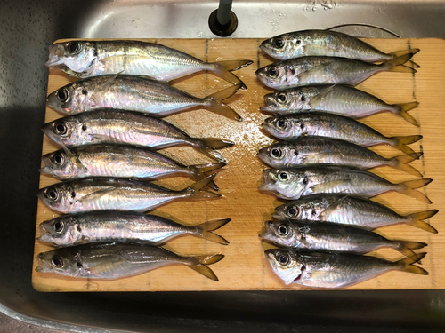 アジの釣果