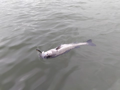 スズキの釣果