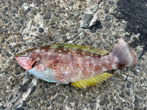 アカササノハベラの釣果