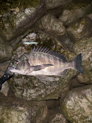 クロダイの釣果