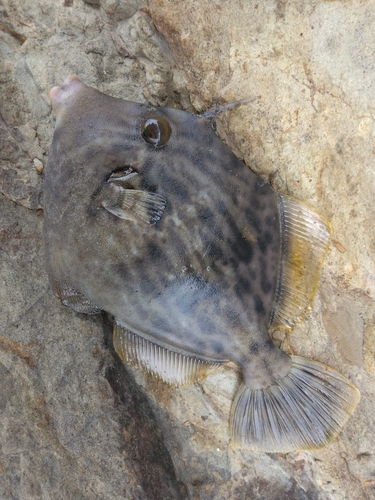 カワハギの釣果