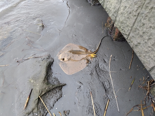 アカエイの釣果