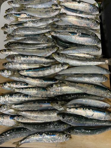 マイワシの釣果