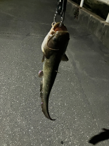 マナマズの釣果