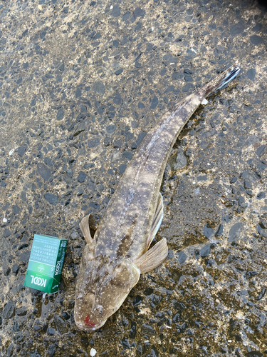 マゴチの釣果