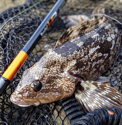 アイナメの釣果