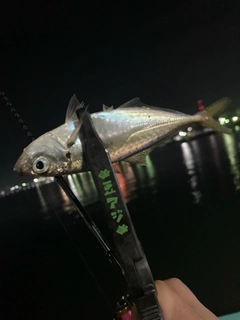 マアジの釣果