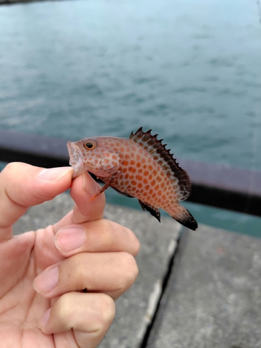 オオモンハタの釣果