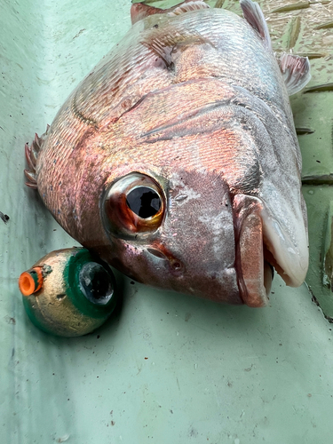 マダイの釣果