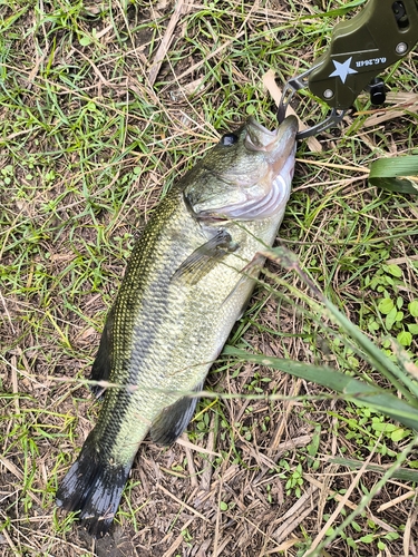 ラージマウスバスの釣果