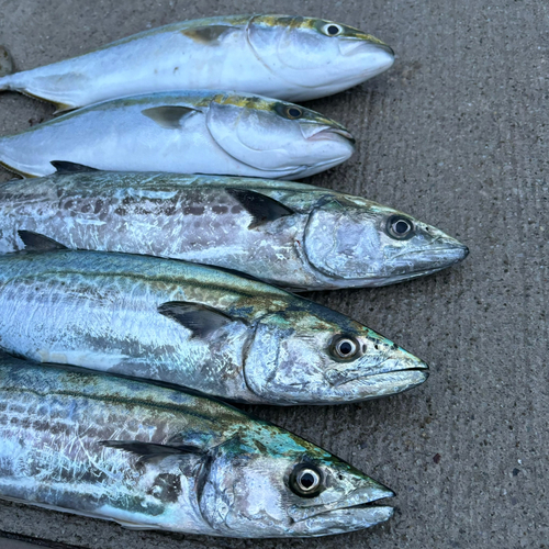 サゴシの釣果