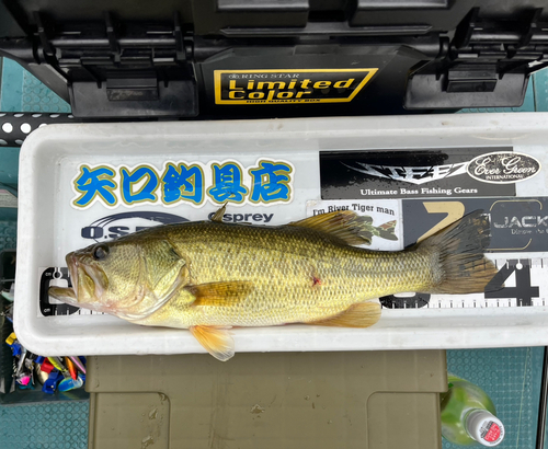 ブラックバスの釣果