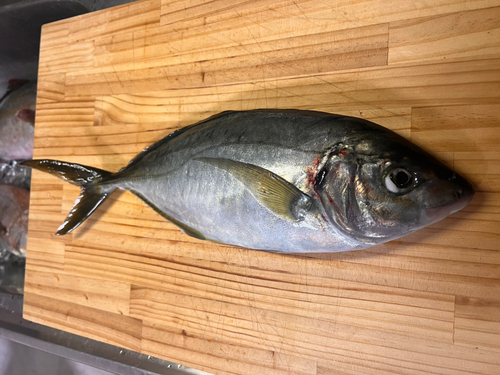 シマアジの釣果