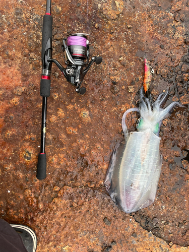 アオリイカの釣果