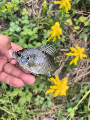 ブルーギルの釣果