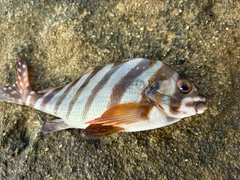 タカノハダイの釣果