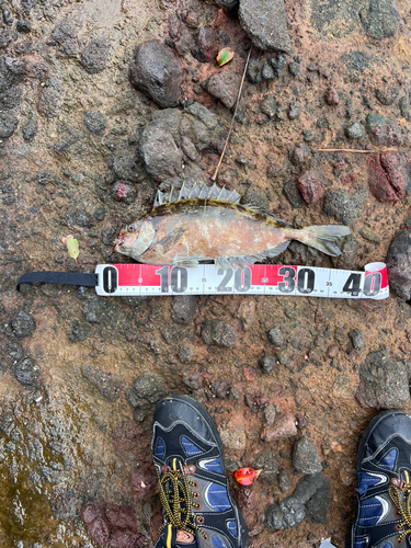 アイゴの釣果