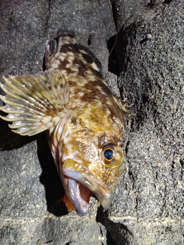 カサゴの釣果