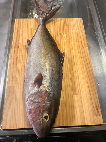 カンパチの釣果