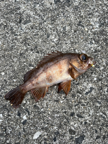 メバルの釣果