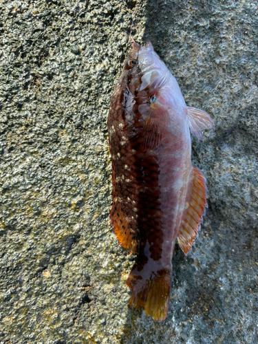 アカササノハベラの釣果