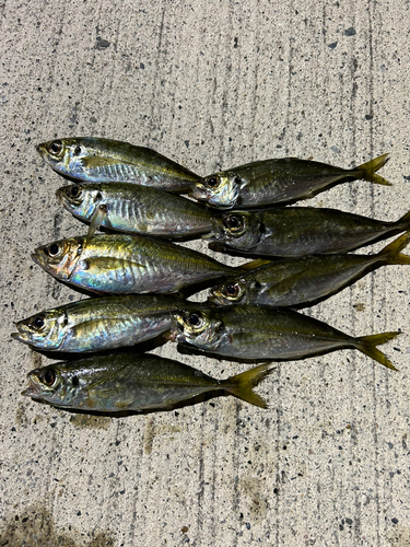 アジの釣果