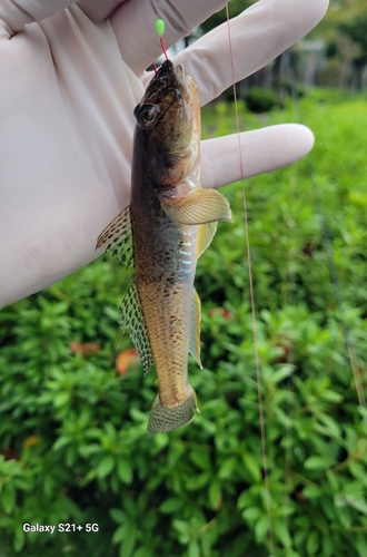 マハゼの釣果